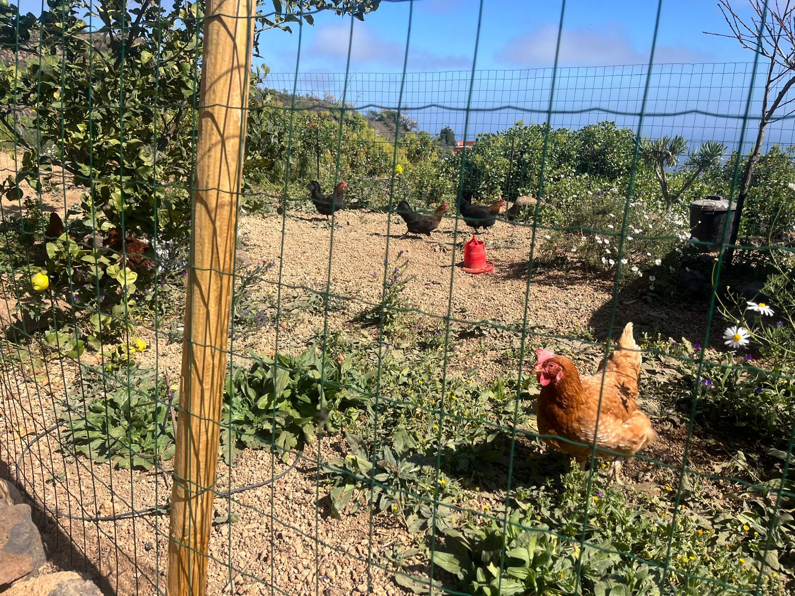 Poules dans leur espace extérieur au milieu du jardin