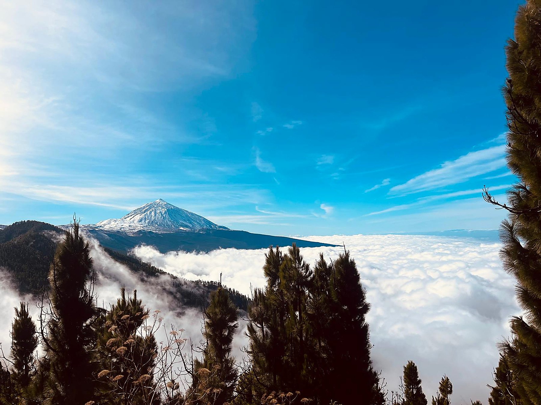 Sommet enneigé du Teide dépassant une mer de nuages, vu à travers les pins